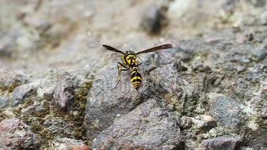 一只完美的黄蜂爬行动物栖息在石头上